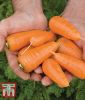 Möhren "Caracas" - Daucus carota